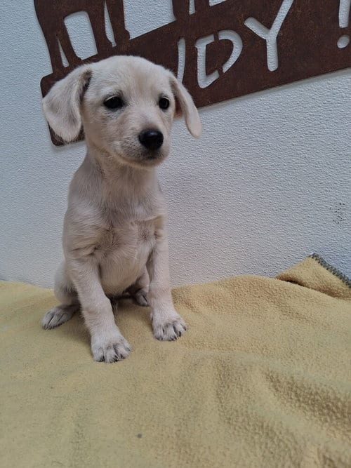 Photo of Delta, adoptable Terrier in Mountainair, New Mexico
