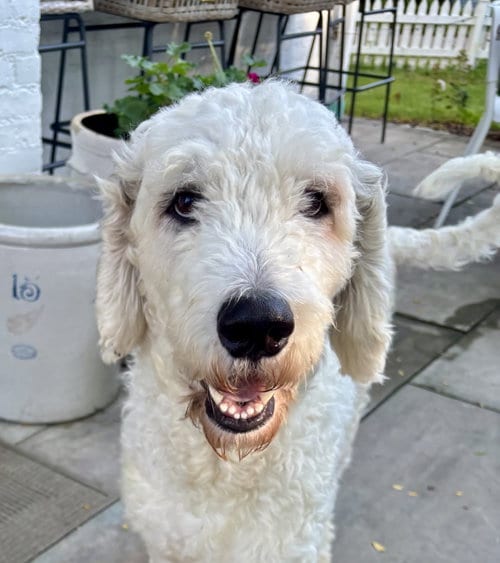 Photo of Max, adoptable Poodle (Standard) in Wheaton, Illinois