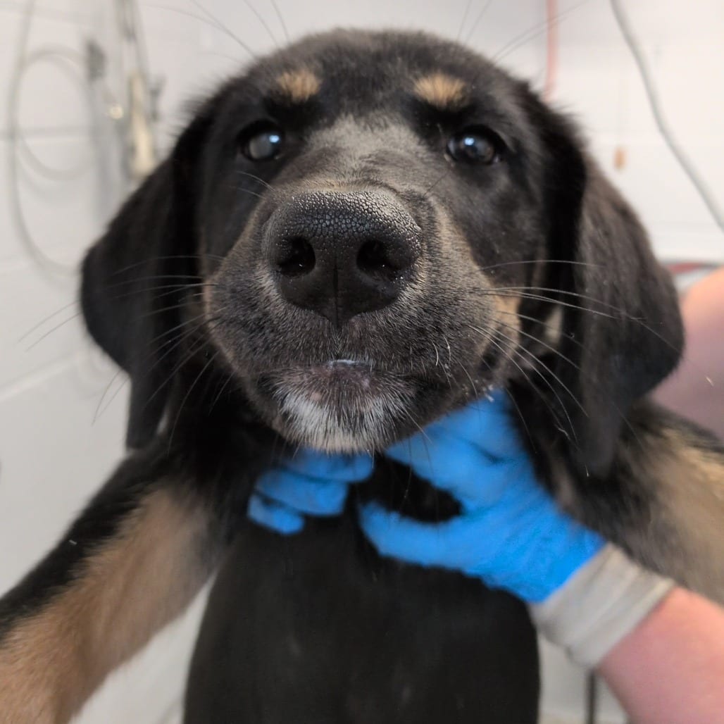 Photo of Orchid, adoptable Shepherd / Mix in Staunton, Virginia