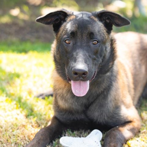 Photo of Romelu, adoptable Belgian Shepherd Malinois in Camarillo, California