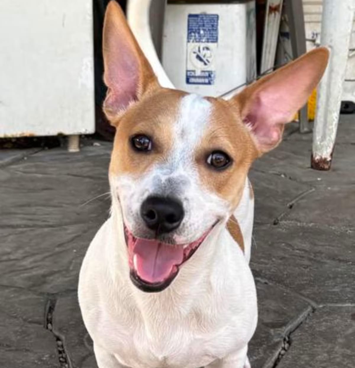 Photo of T. Shough, adoptable Terrier (Unknown Type, Medium) in New Orleans, Louisiana