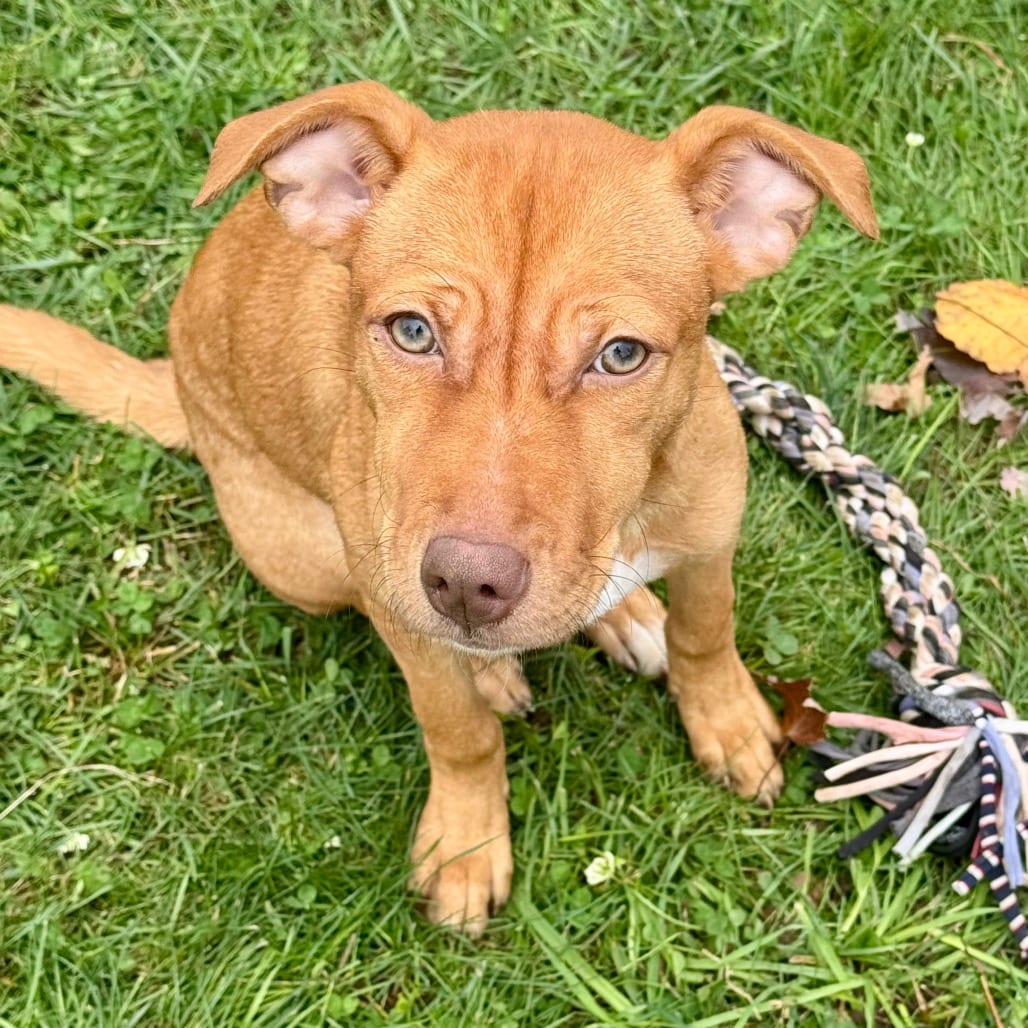Photo of Kira, adoptable Vizsla / Mix in Jefferson, New Jersey