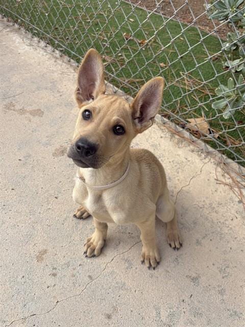 Photo of Sandia, adoptable Chinese Shar-Pei in Castaic, California