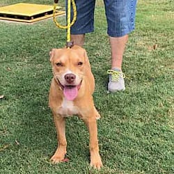 Photo of Malibu, adoptable Hound (Unknown Type) in Washington, Georgia
