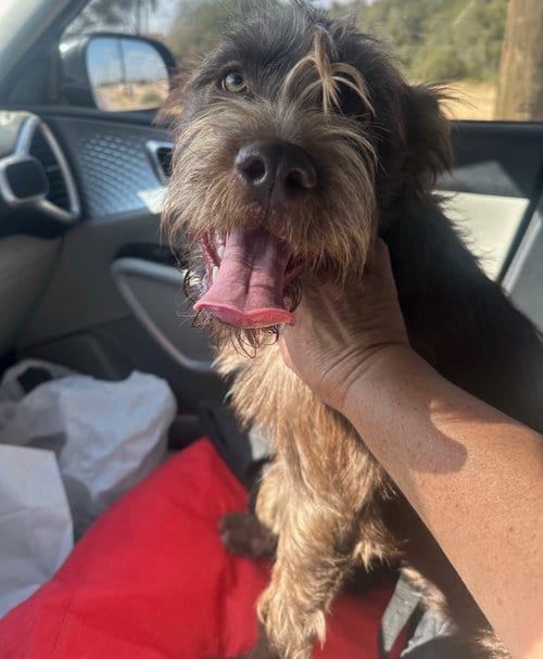 Photo of Hazel, adoptable Poodle (Standard) in Grafton, Wisconsin