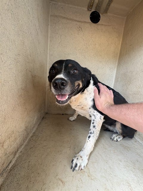 Photo of Callie, adoptable Australian Shepherd mix in Oklahoma City, Oklahoma