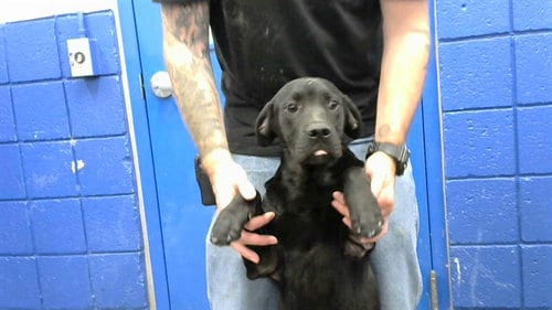 Photo of Negro, adoptable Labrador Retriever in Albuquerque, New Mexico