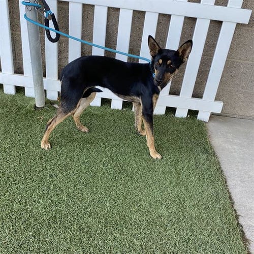 Photo of A614764, adoptable Australian Kelpie in Modesto, California