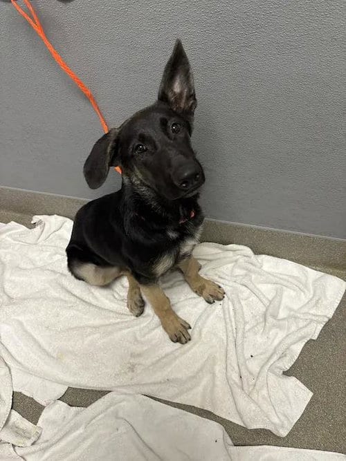 Photo of Vereena, adoptable German Shepherd Dog in Las Vegas, Nevada