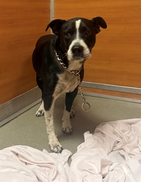 Photo of Trex, adoptable Terrier mix in Miami, Florida