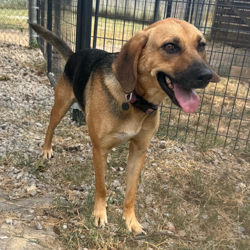 Photo of Cora, adoptable Coonhound / Shepherd in Pineville, Missouri