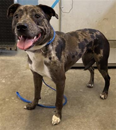 Photo of Saturn, adoptable American Pit Bull Terrier in Camarillo, California