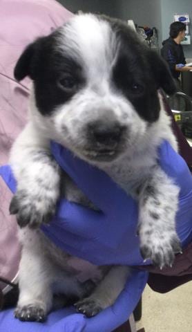 Photo of Amoeba, adoptable Australian Cattle Dog/Blue Heeler in Riverside, California