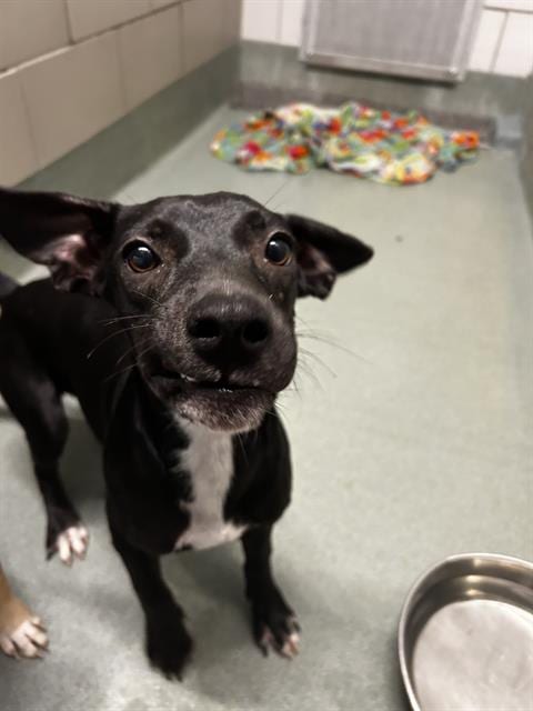 Photo of Spaghettios, adoptable Labrador Retriever in Baytown, Texas