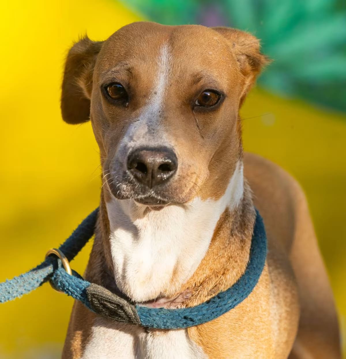 Photo of Kinich, adoptable Whippet/Beagle in New York, New York