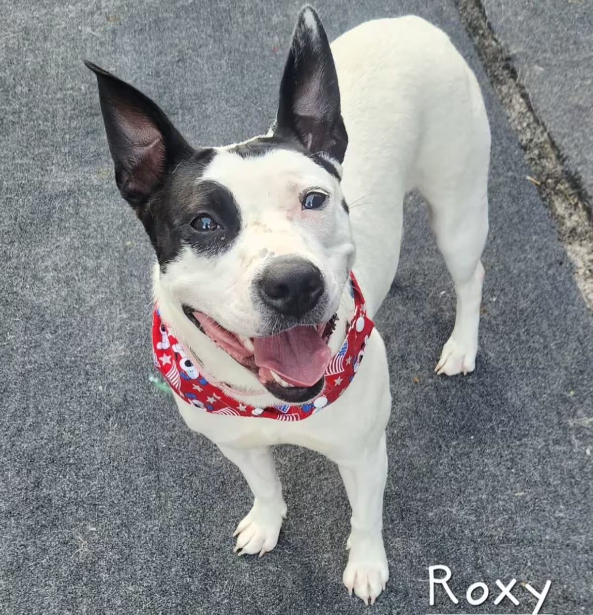 Photo of Roxy, adoptable Mixed Breed (Large) in Cleveland, Tennessee