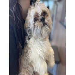 Photo of Luca, adoptable Shih Tzu in Loveland, Colorado