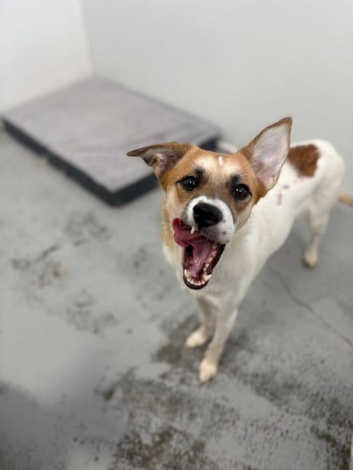 Photo of Luna 2024, adoptable Jack Russell Terrier in Studio City, California