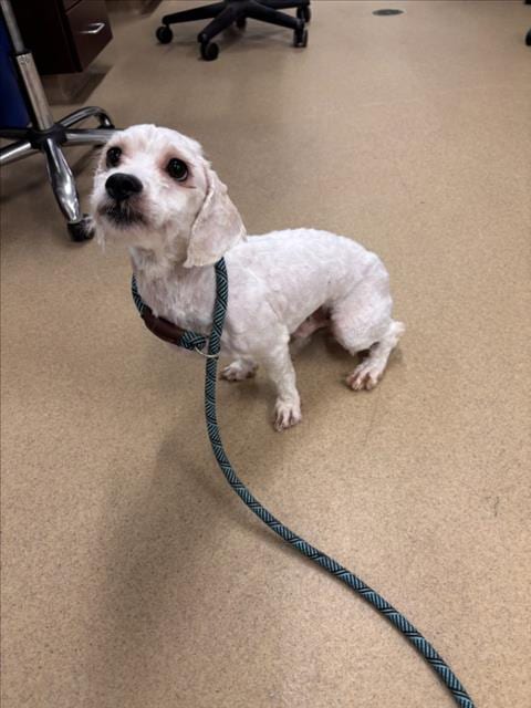 Photo of Jasper, adoptable Shih Tzu in Derwood, Maryland