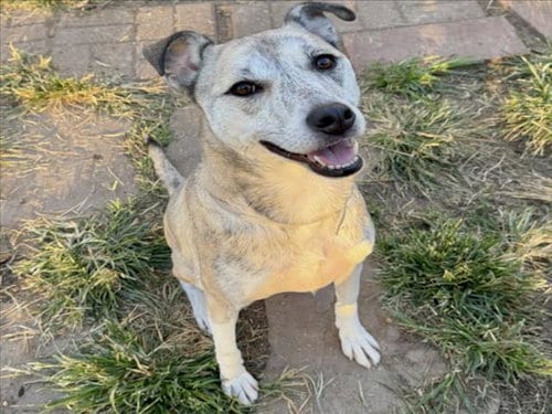 Photo of Peaches, adoptable Staffordshire Bull Terrier in Houston, Texas