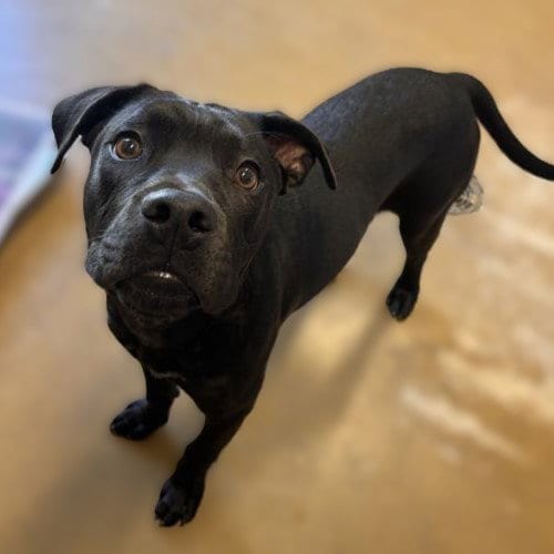 Photo of Piko, adoptable American Staffordshire Terrier in San Antonio, Texas