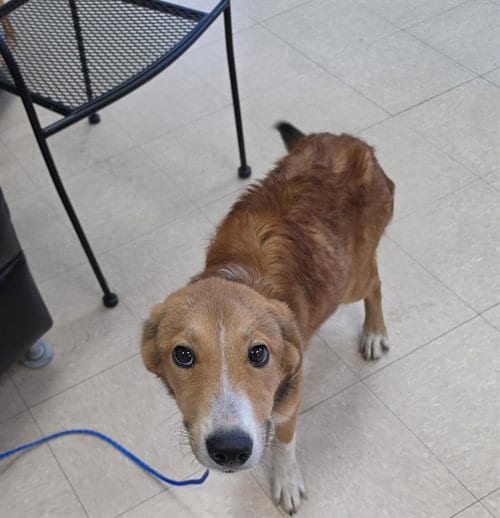 Photo of Mr. Fox, adoptable Labrador Retriever in Killeen, Texas