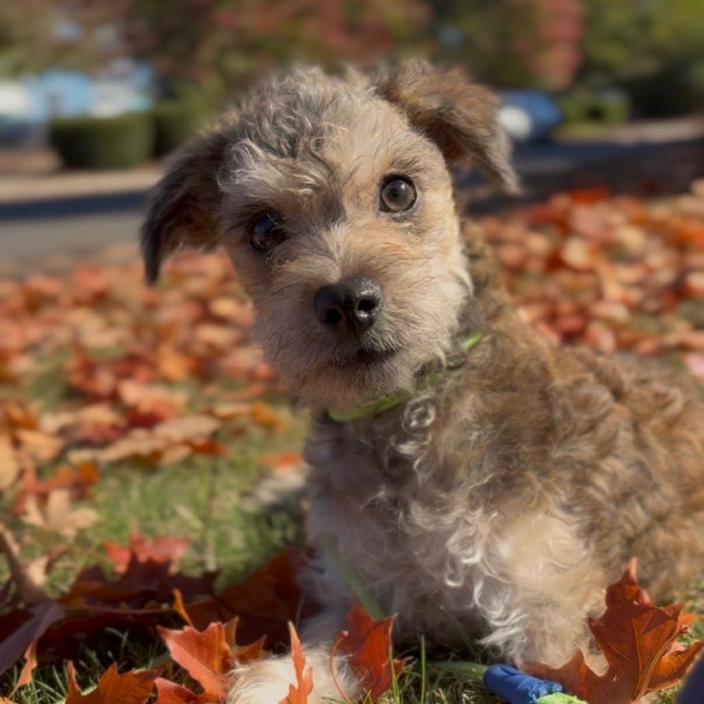 Photo of Tater, adoptable Terrier / Mixed Breed (Small) in Newberg, Oregon