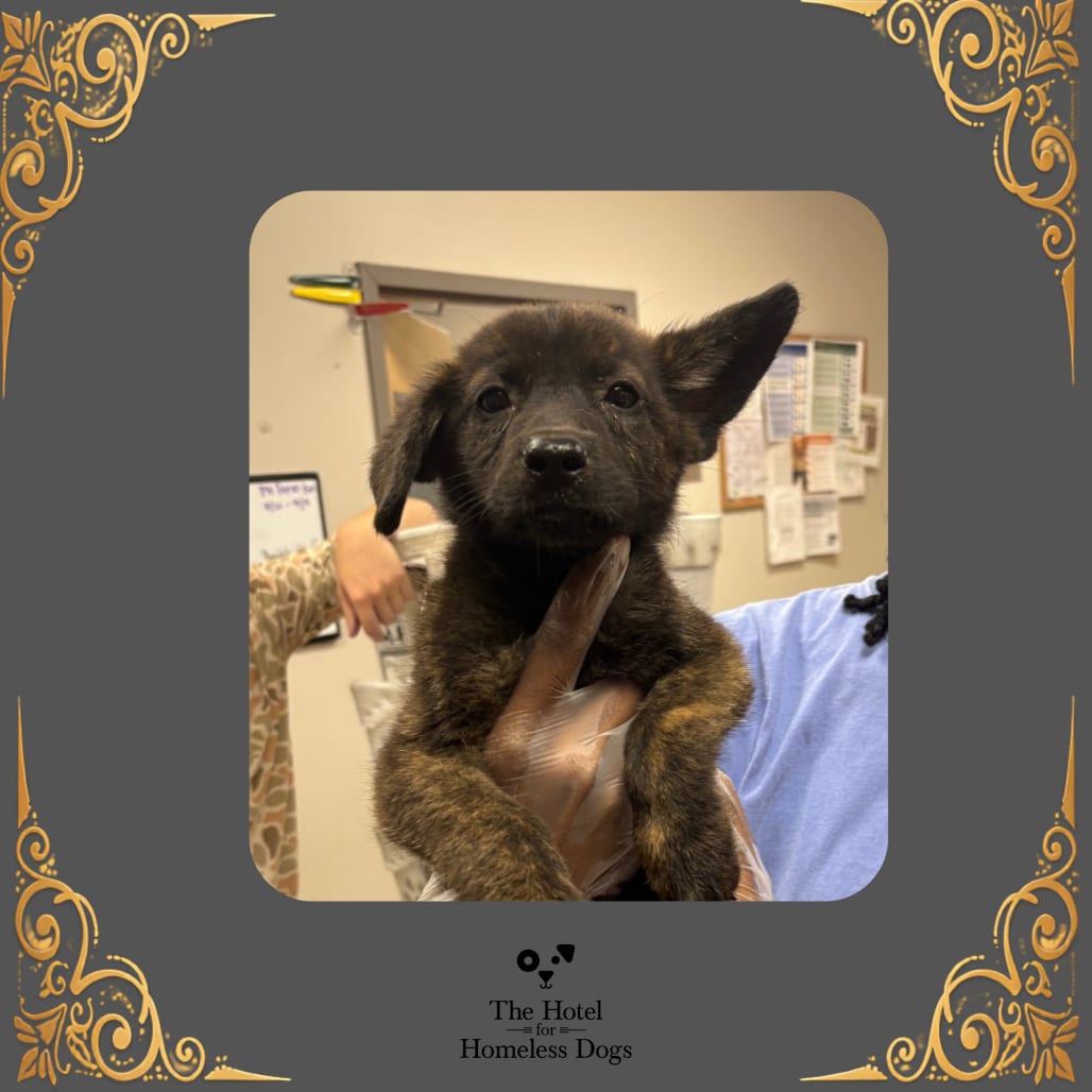 Photo of Baxter, adoptable Cattle Dog / Mix in Cumberland, Rhode Island