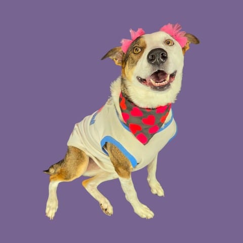 Photo of Lilly, adoptable Border Collie in Bakersfield, California