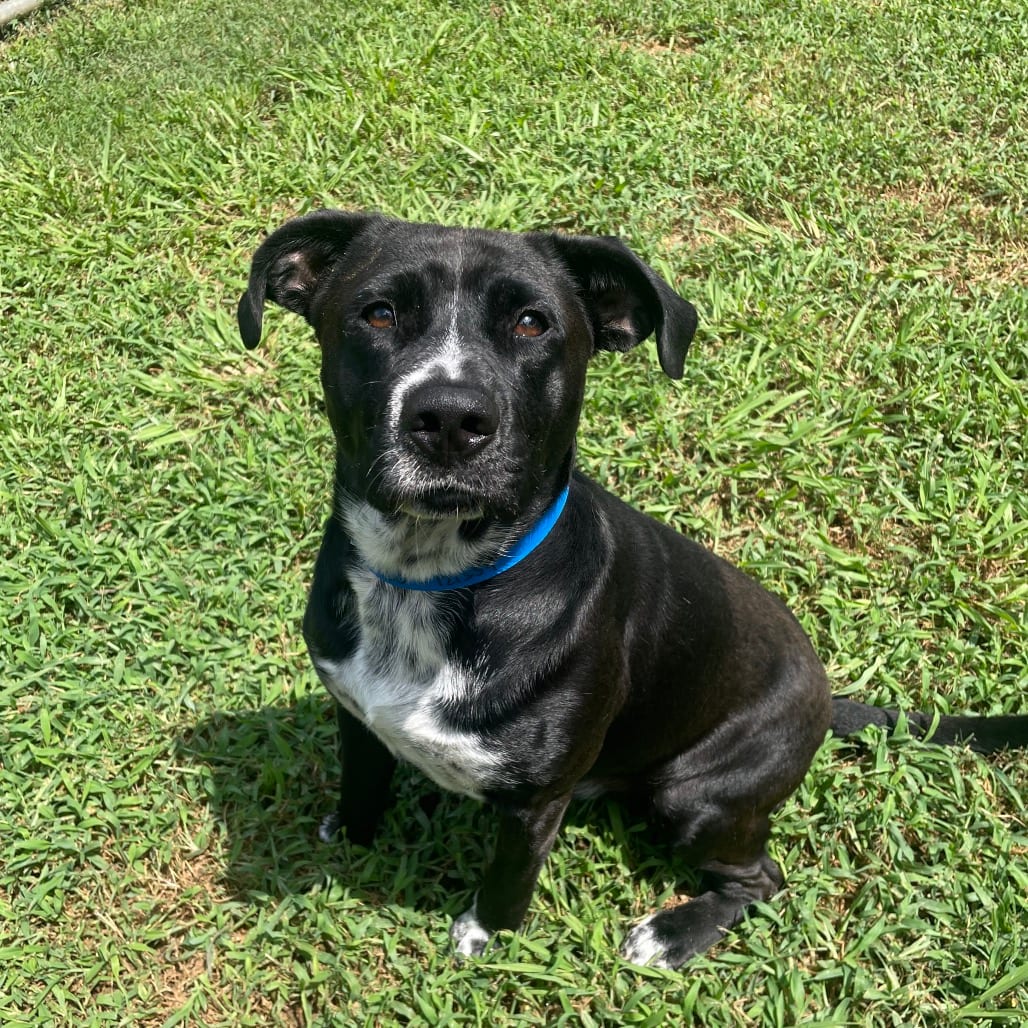 Photo of Rico, adoptable Mixed Breed (Medium) in Chattanooga, Tennessee