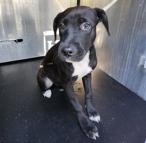 Photo of Petunia, adoptable Labrador Retriever in San Antonio, Texas