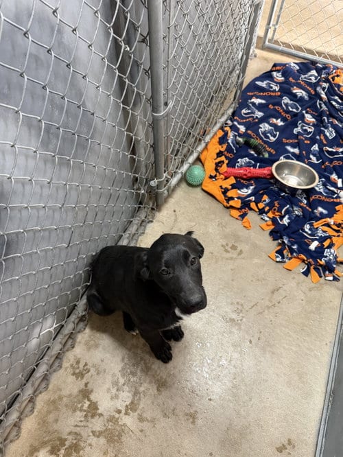 Photo of Moon, adoptable Labrador Retriever in Monte Vista, Colorado