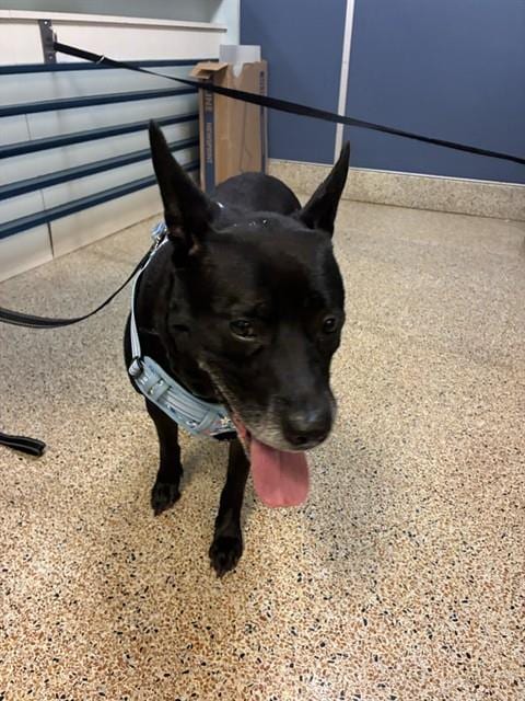 Photo of Blue, adoptable Labrador Retriever in Miami, Florida