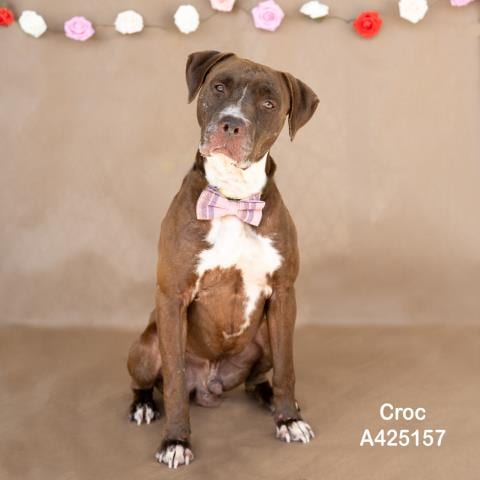 Photo of Croc, adoptable Pit Bull Terrier in Conroe, Texas