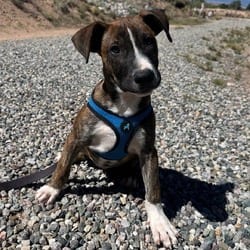 Photo of 992 (2026) Memphis, adoptable Belgian Malinois Mixed Breed (Medium) in Parker, Colorado