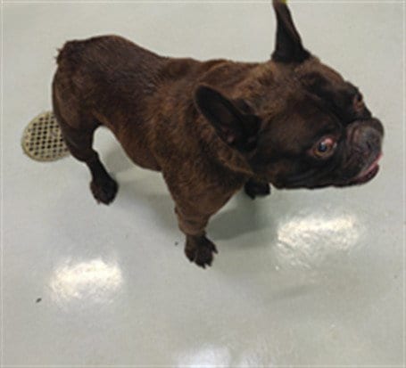 Photo of A5805229, adoptable French Bulldog in Baldwin Park, California