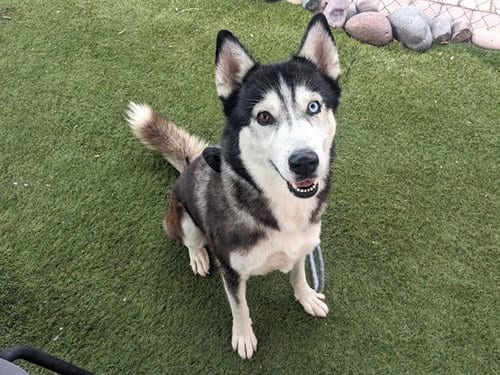 Photo of Rosita, adoptable Siberian Husky in Phoenix, Arizona