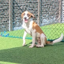 Photo of Maribell 6040, adoptable Mixed Breed (Medium) in Loxahatchee, Florida
