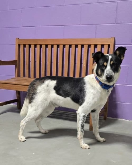 Photo of Fergus, adoptable Border Collie in Genesee, Wisconsin