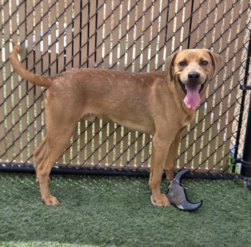 Photo of Prince, adoptable Rhodesian Ridgeback in Norco, California
