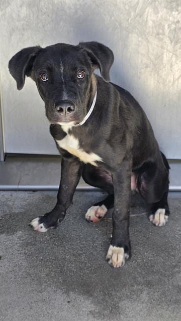 Photo of Loki, adoptable Pit Bull Terrier in Downey, California
