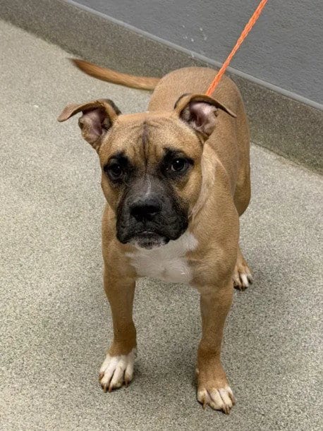 Photo of Revo, adoptable Pit Bull Terrier in Las Vegas, Nevada