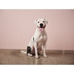 Photo of Leah, adoptable American Bulldog in Doral, Florida