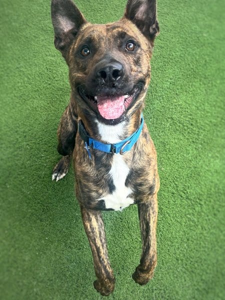 Photo of Luka, adoptable Pit Bull Terrier in Chula Vista, California