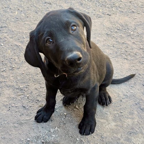 Photo of Folger, adoptable Labrador Retriever in Yreka, California