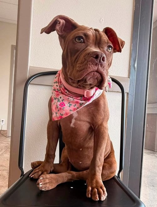 Photo of Penny the Perfect, adoptable Pit Bull Terrier in Brewster, New York