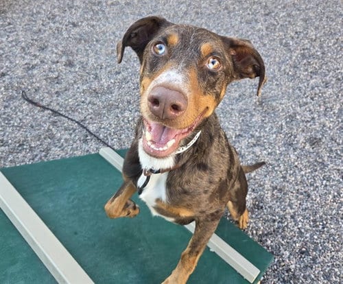 Photo of Leo, adoptable Catahoula Leopard Dog in Mesa, Arizona