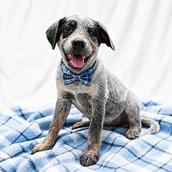 Photo of Border Collie Lab Puppy, adoptable Border Collie Labrador Retriever in Mt. Laurel, New Jersey