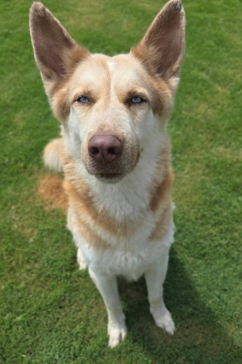 Photo of Hufflepuff, adoptable Husky in Little Elm, Texas