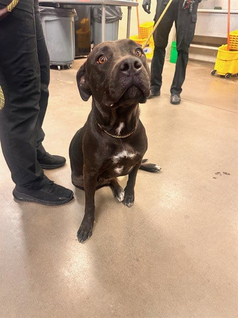 Photo of Julia, adoptable American Pit Bull Terrier in Phoenix, Arizona